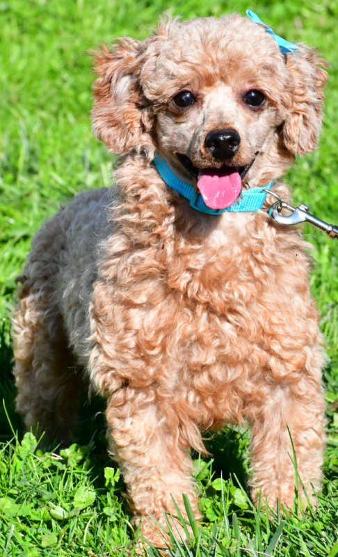 Happy Cheerful Puppies, Dachshunds, Puppies, Breed, Bernedoodle, Dashund, poodle