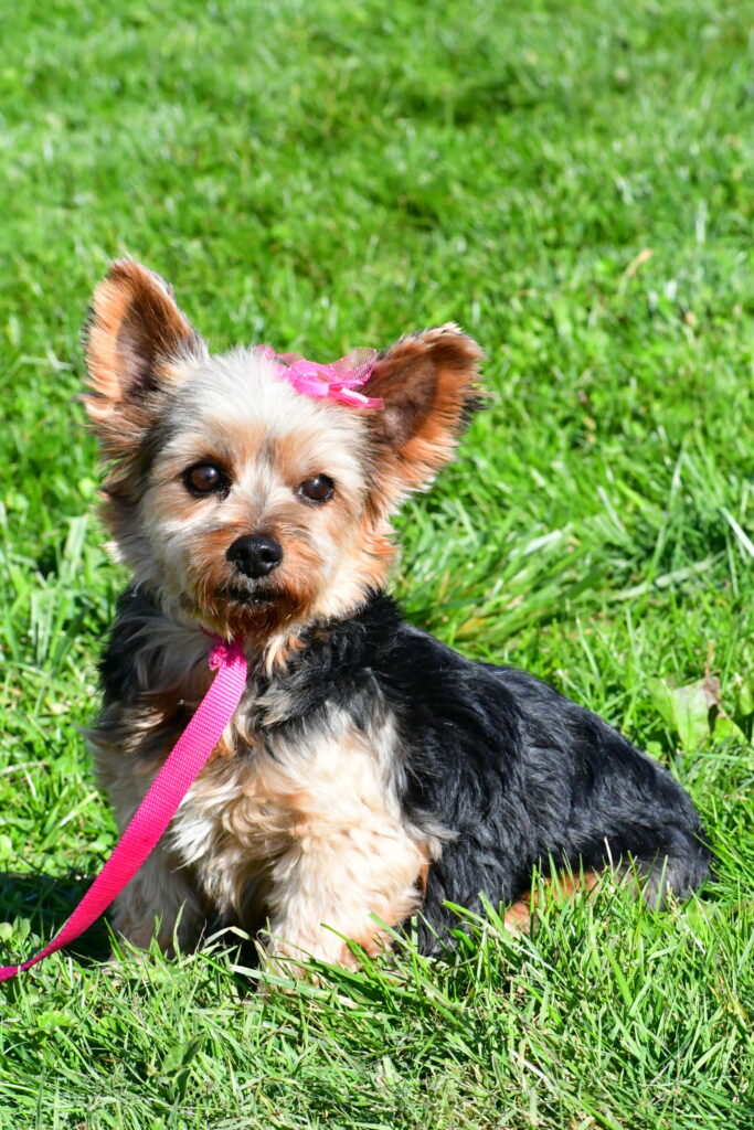yorkie-female,Happy Cheerful Puppies, Dachshunds, Puppies, Breed, Bernedoodle, Dashund, poodle, Bulldog, Cavalier